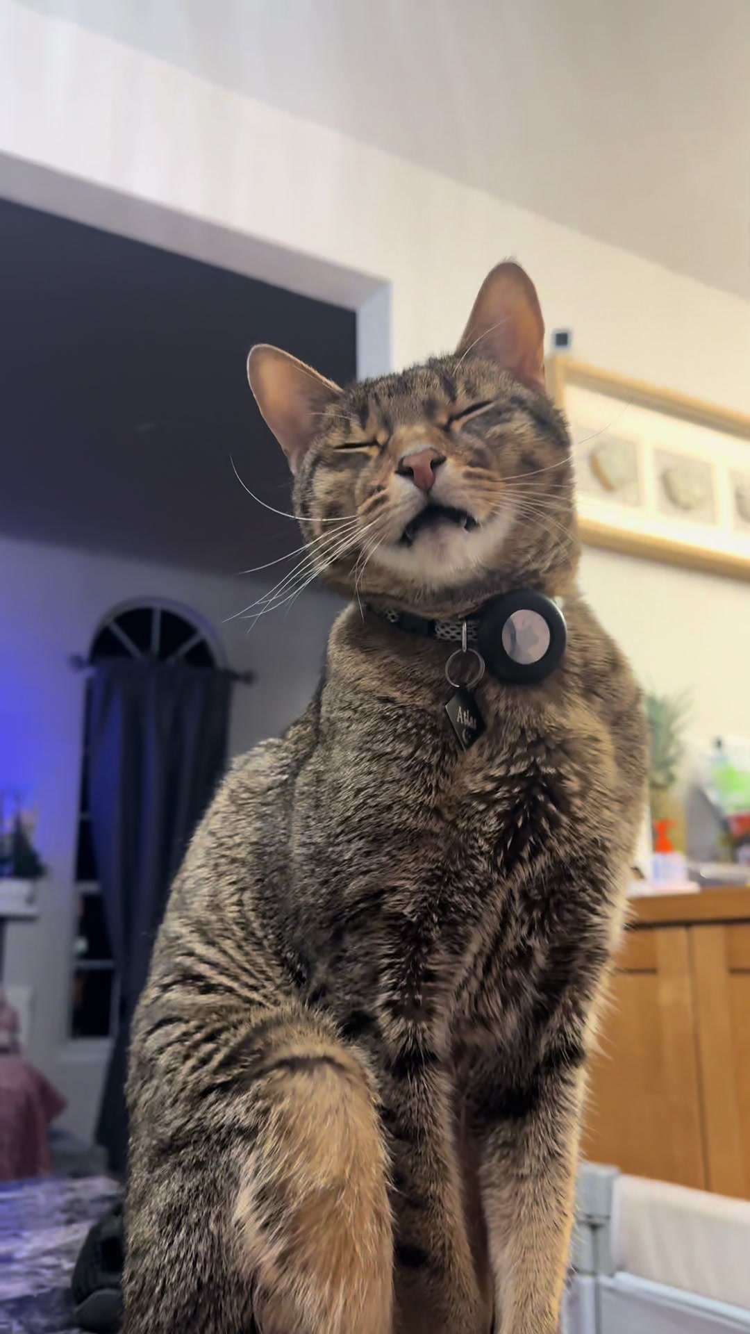 @Atlas the Cat