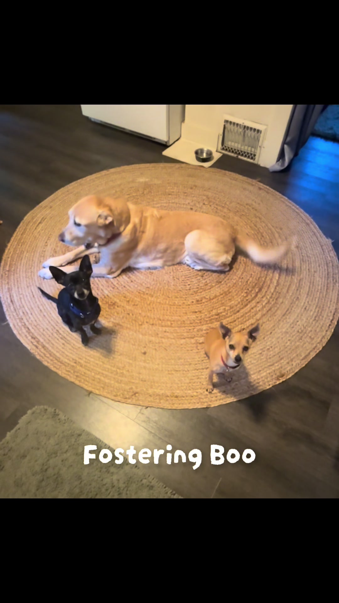 @LittleDog&Bogie