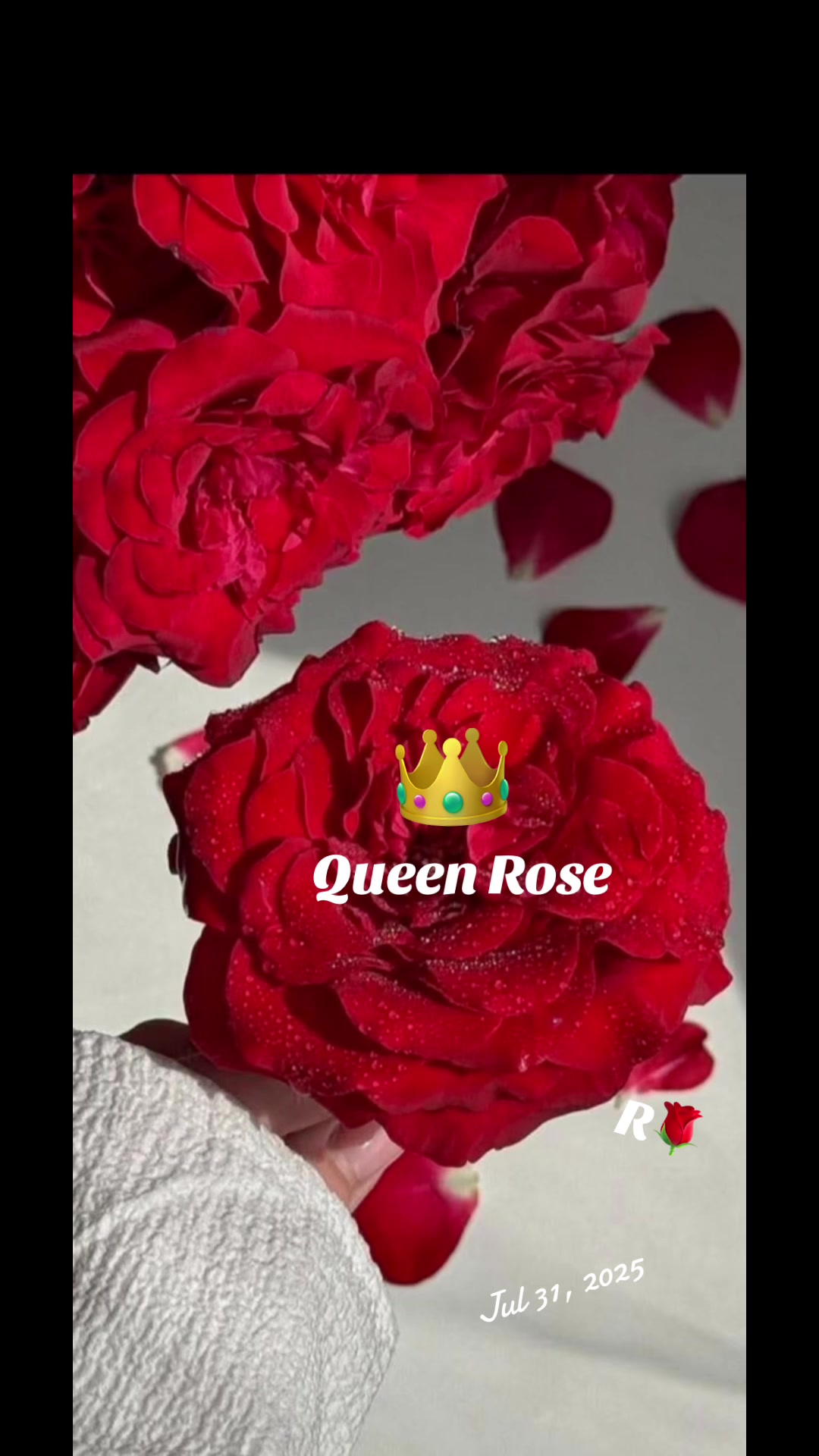 @👑 Queen Rose 👑