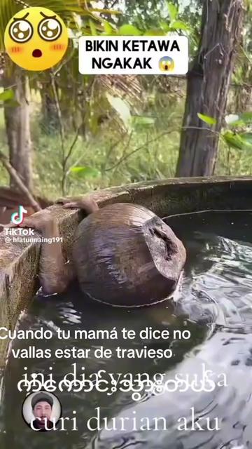 @cruzzito el árabe 503