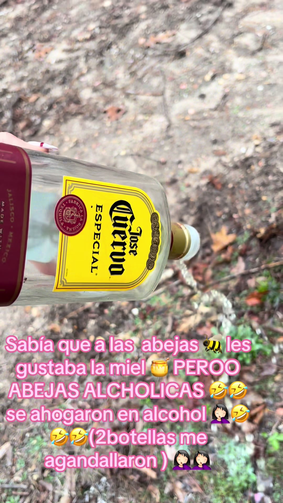 @paloma BERNAL