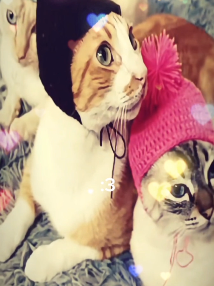 @ʕ˶ᵔ ﻌ ᵔ˶ʔ ♡ ⋆。˚