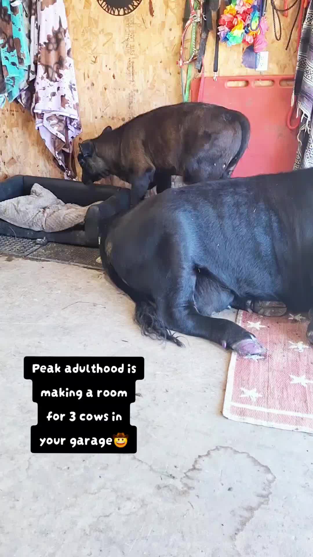 @Dakotafunnyfarm