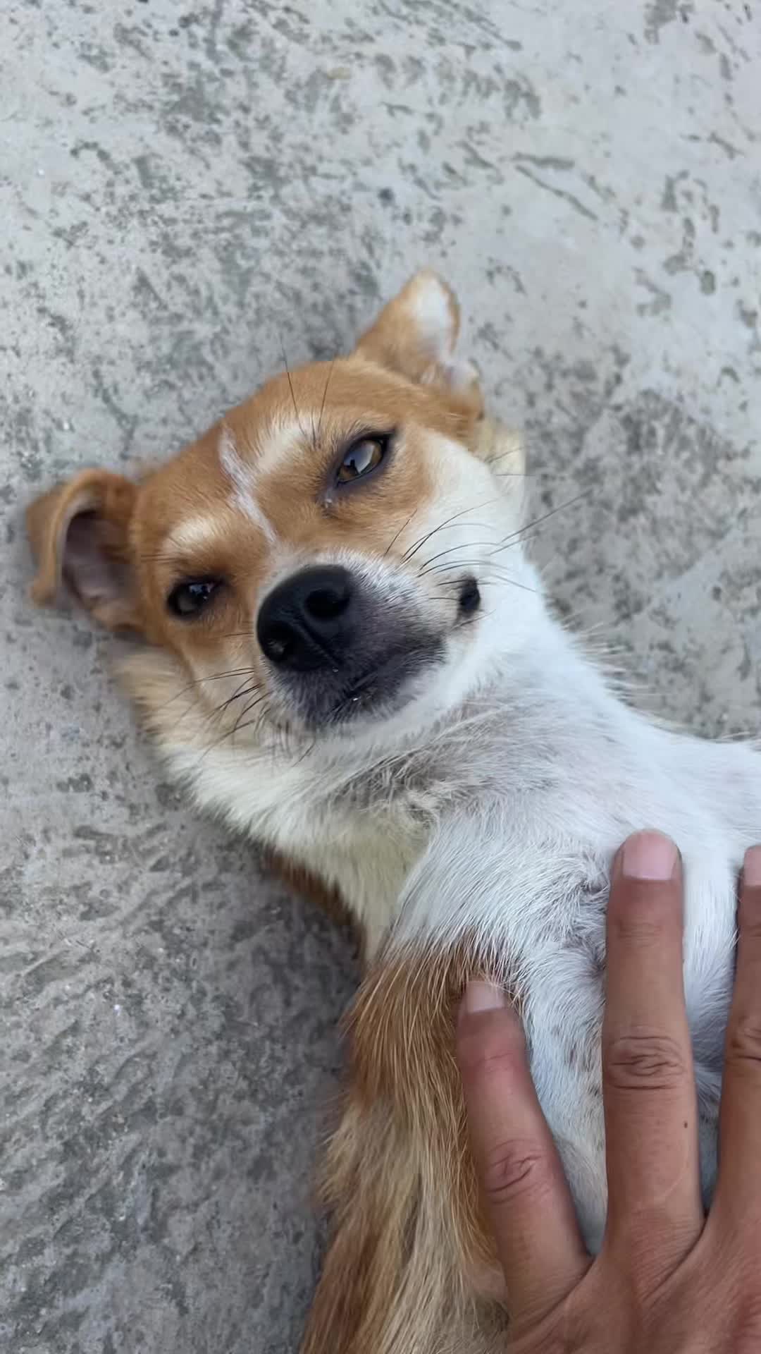 @Pet World Hub