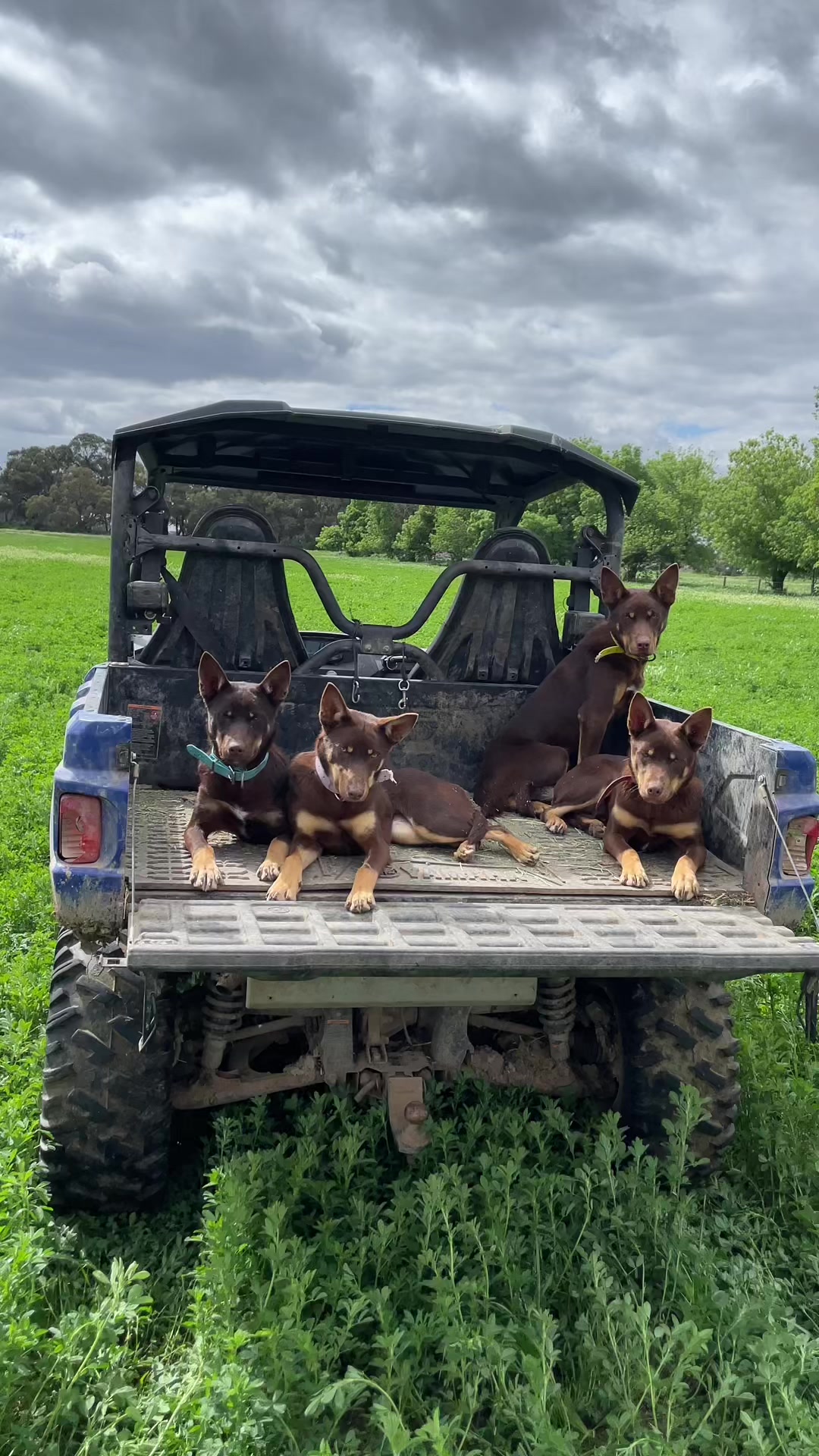 @SouthernDreamin Kelpie stud