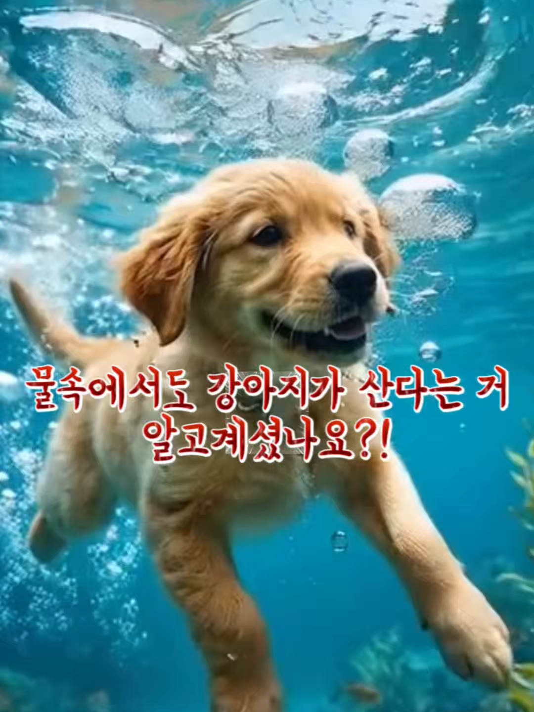 @DolphinTok