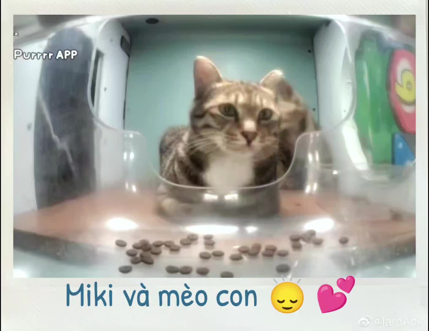 @Meo Meo 😋