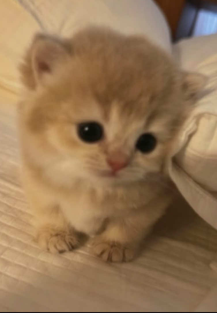 @zakolo4ka 🐾
