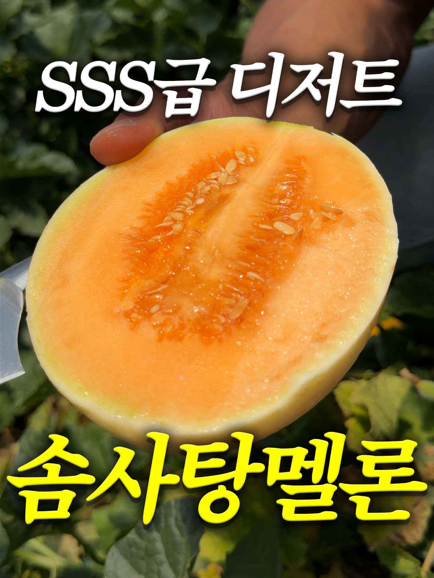 @해운대송사장