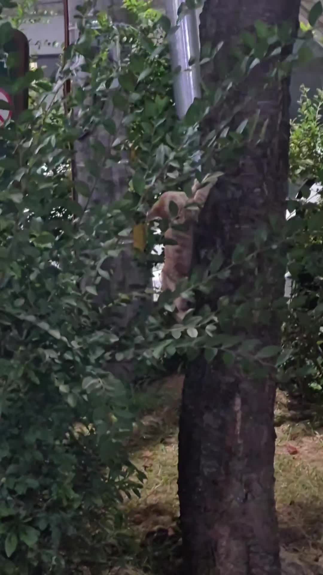 @고양이 형아