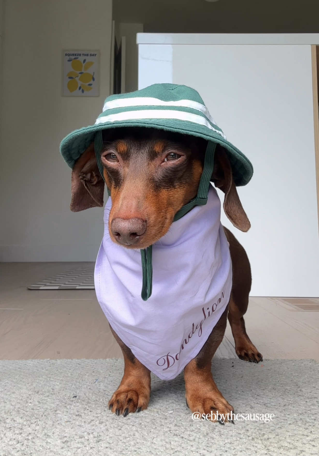 @sebbythesausage