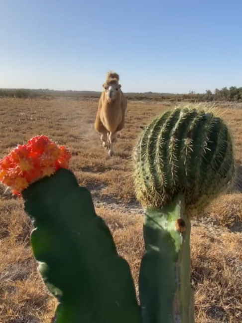@Gislason Camel
