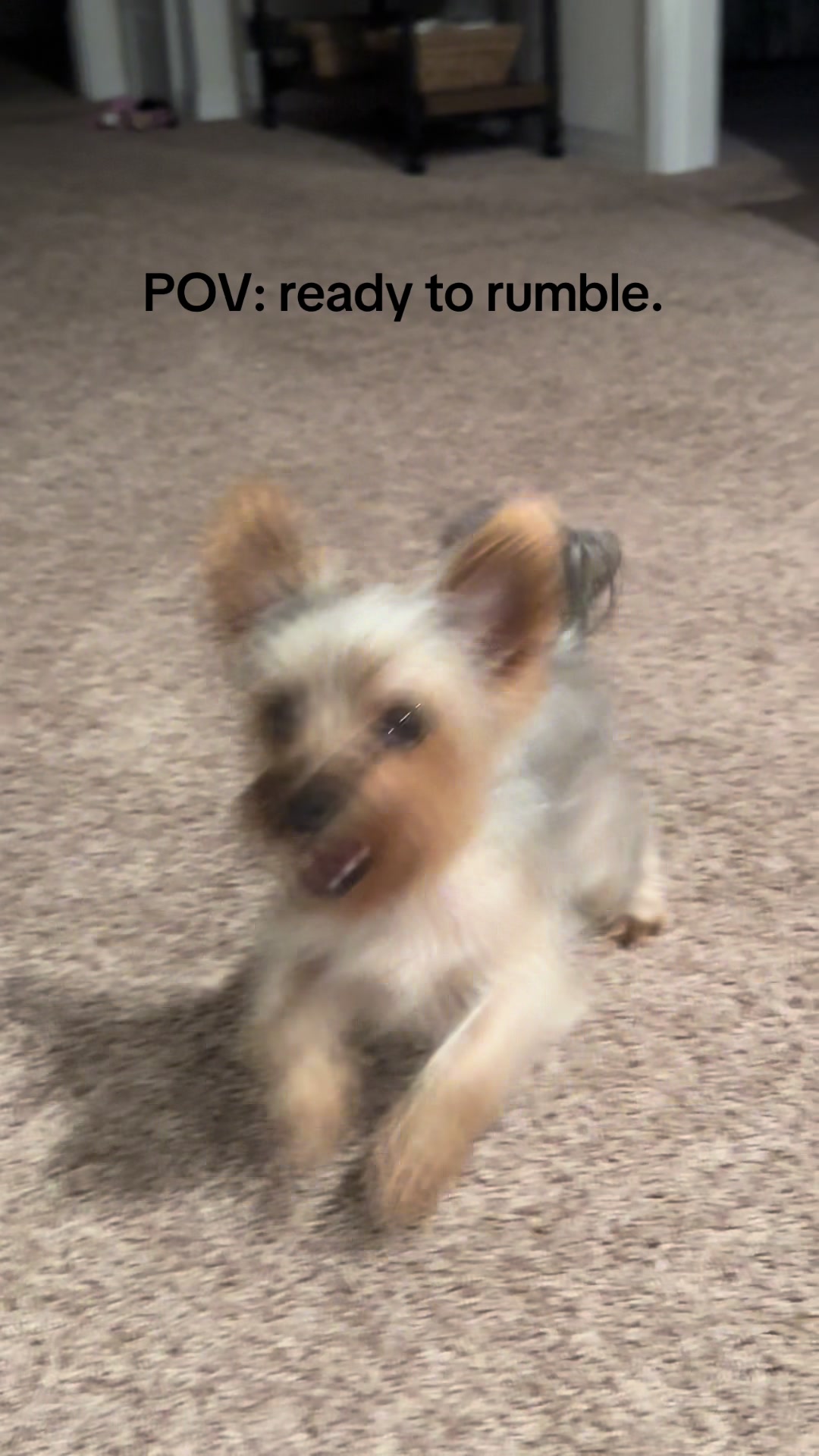@Penny the Yorkie