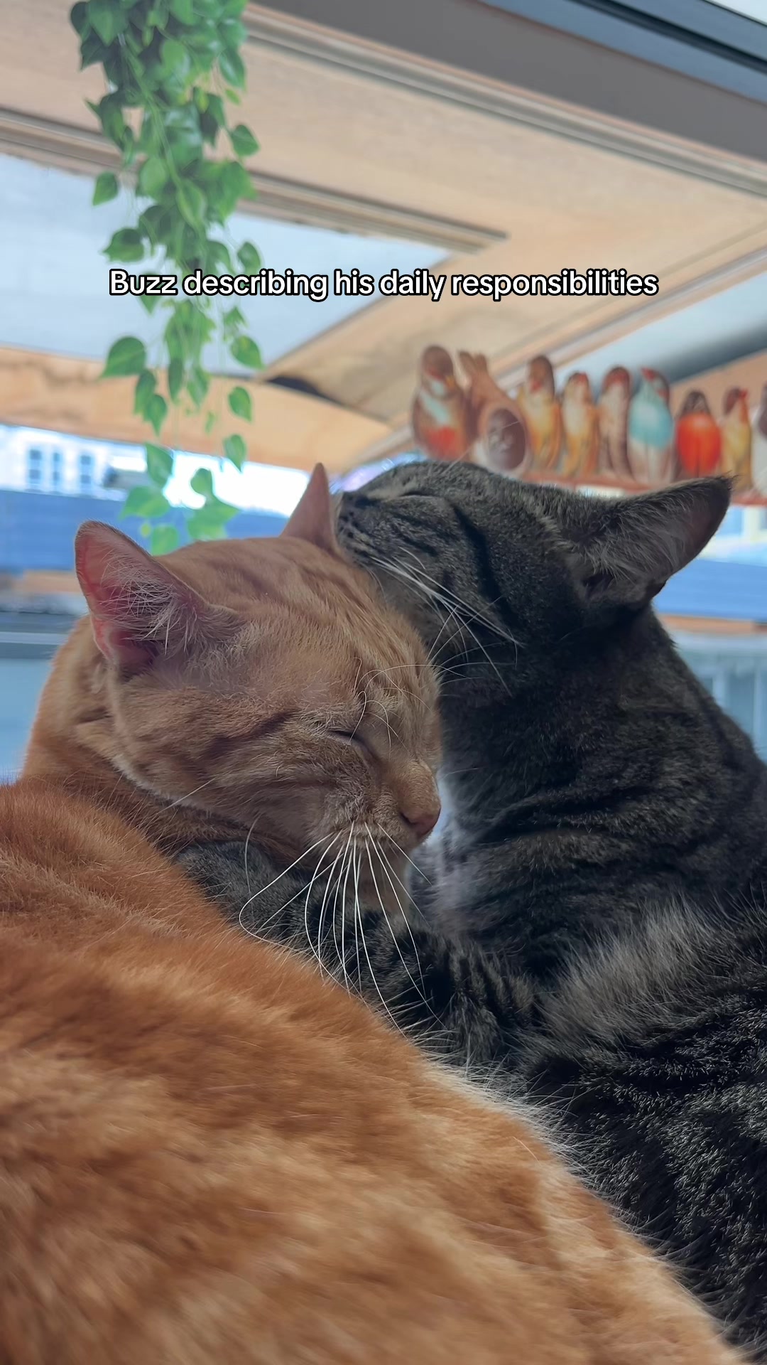 @crazycatcafe