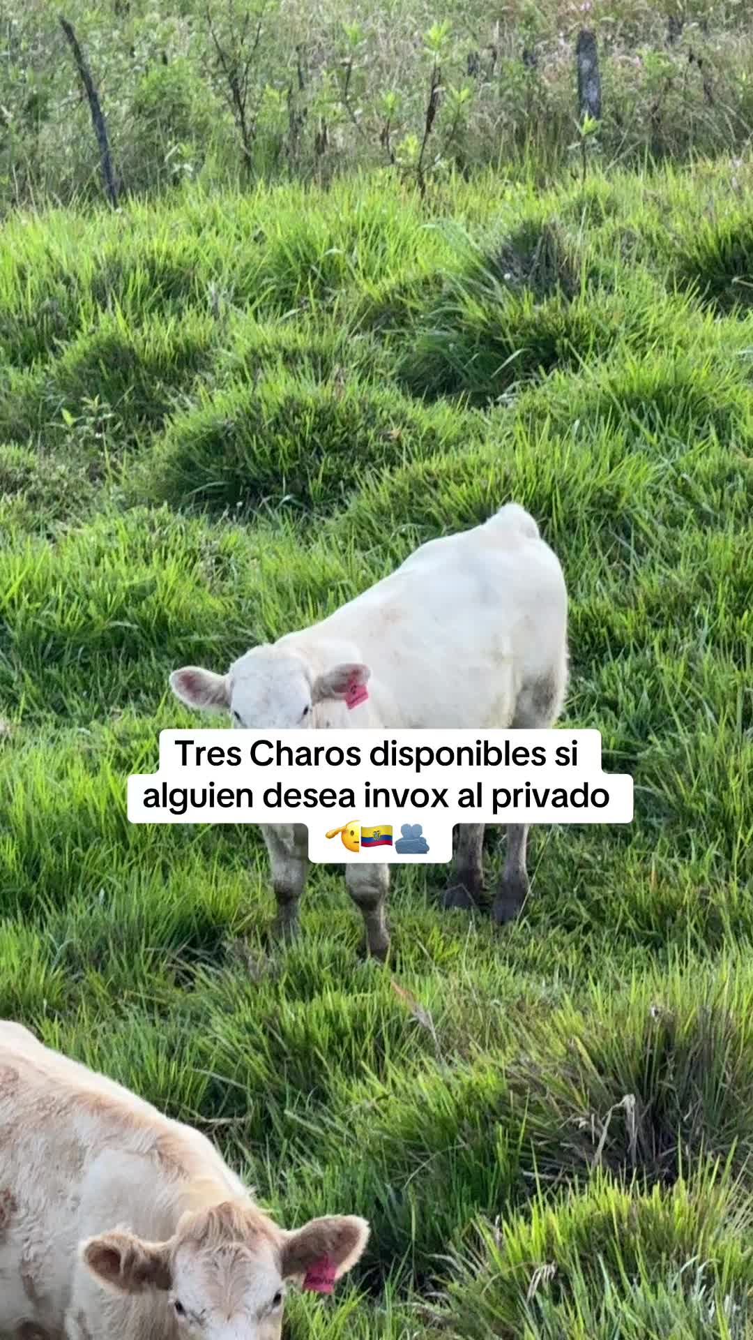 @GARA&Ntilde;&Oacute;N TV