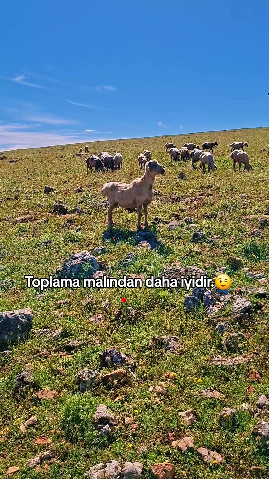 @welat_82