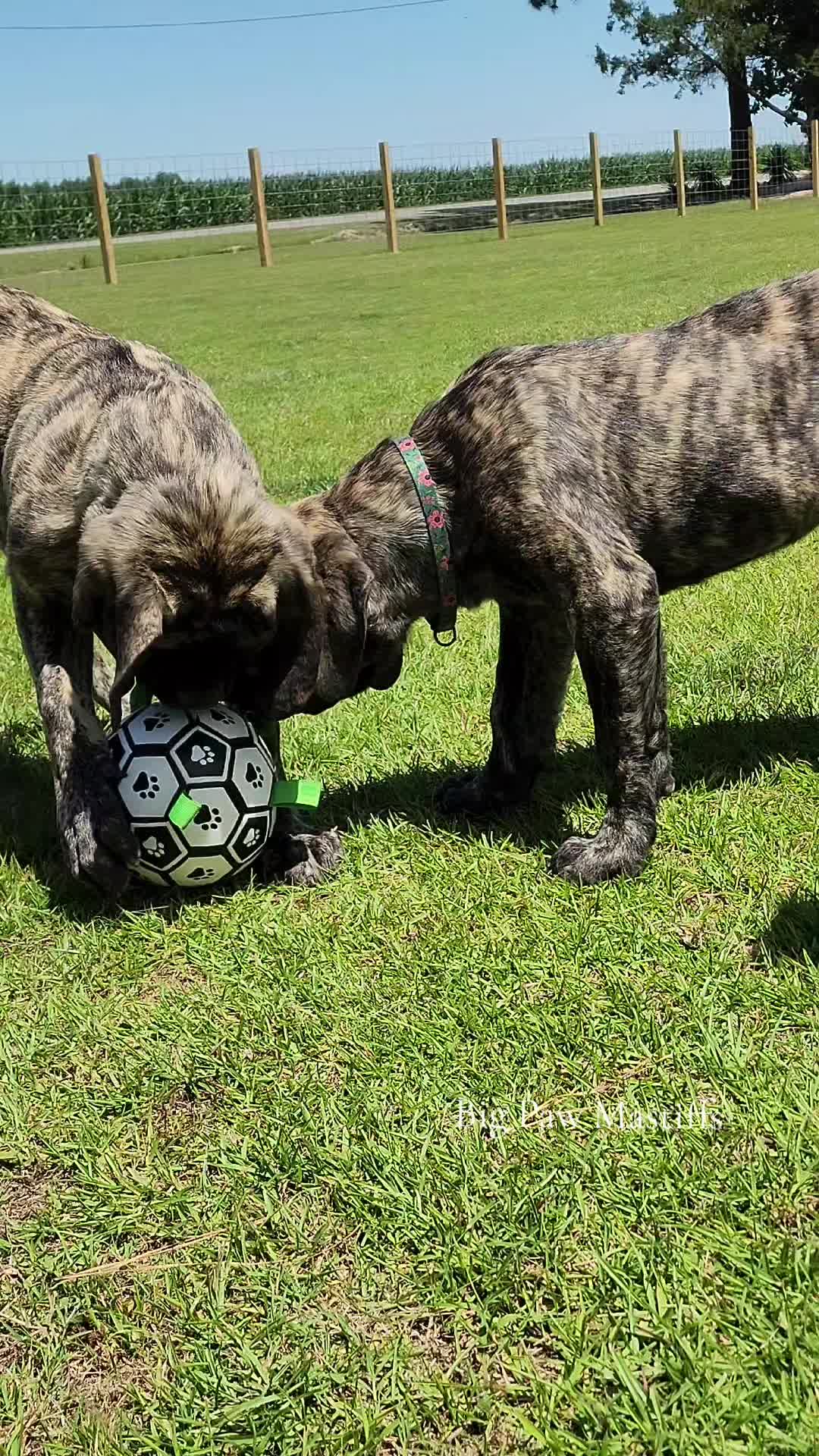 @Big Paw Mastiffs