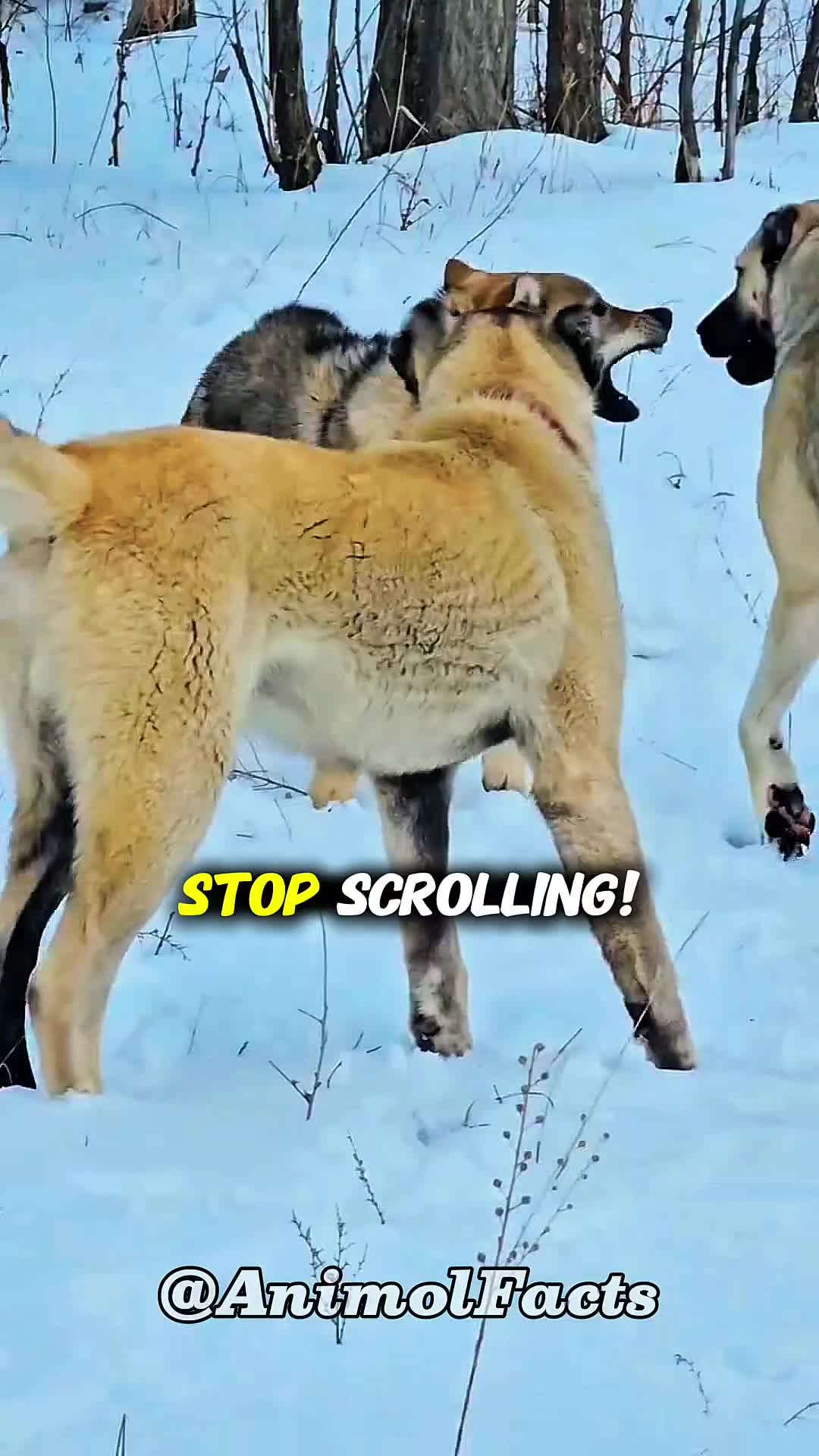 @animolfacts