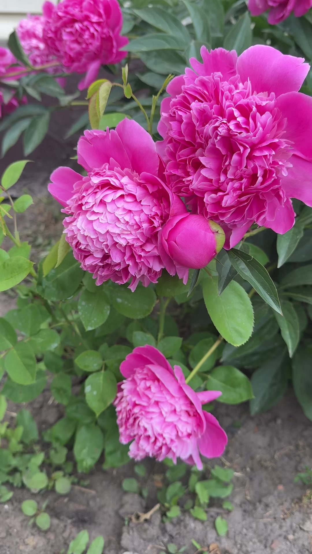 @ol_romashka