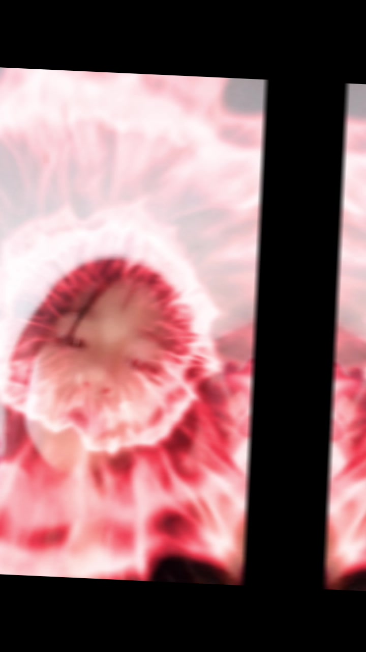 @keemi and komi