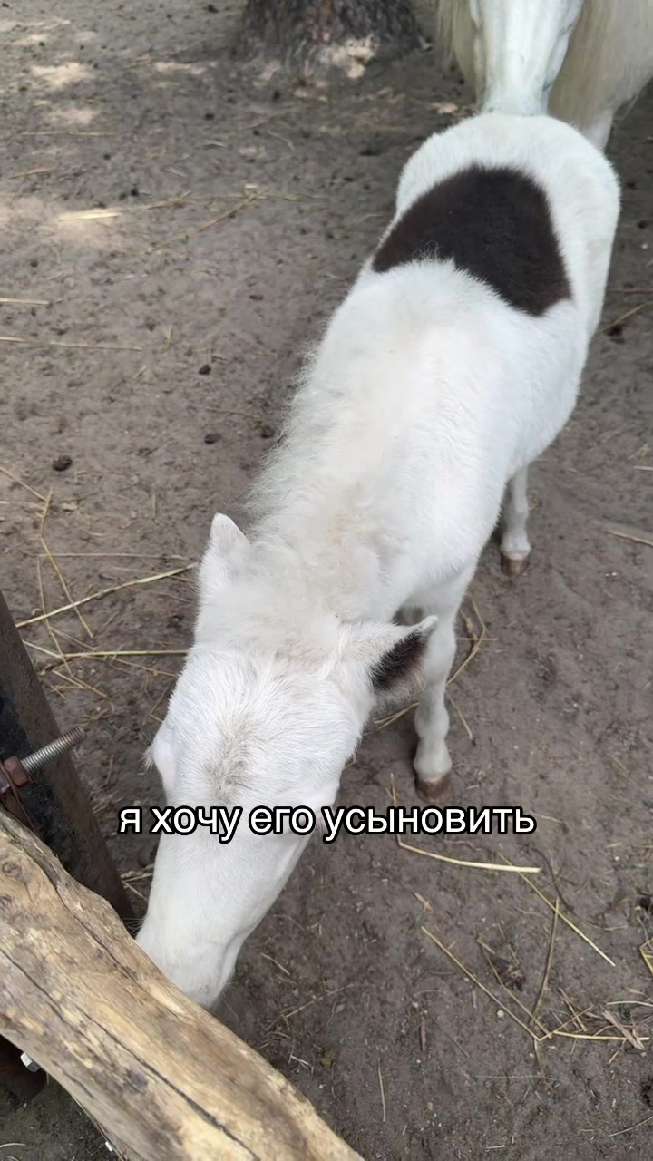 @тгк: сдвг и ерунда