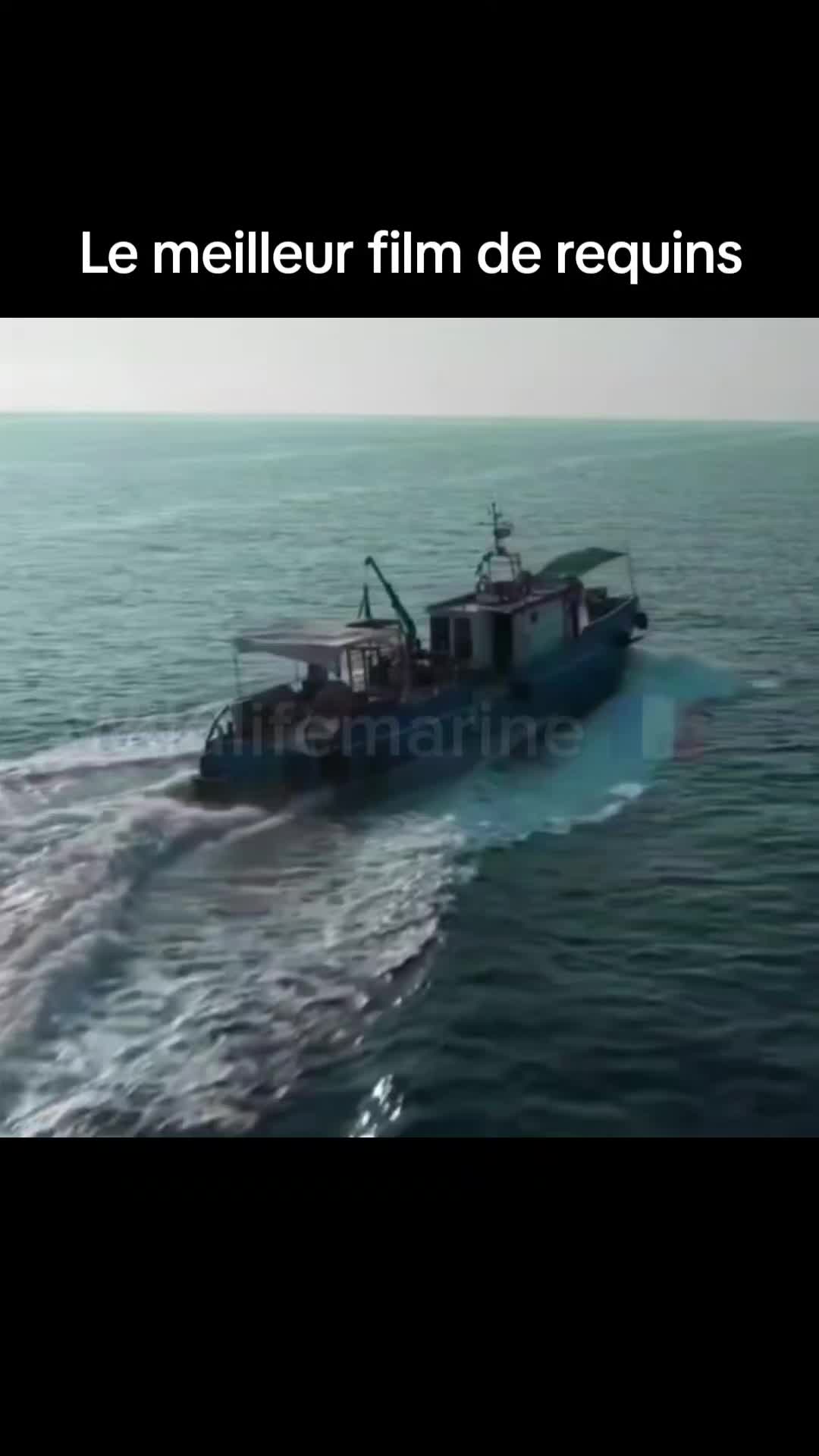 @wildlifemarine 🇲🇫