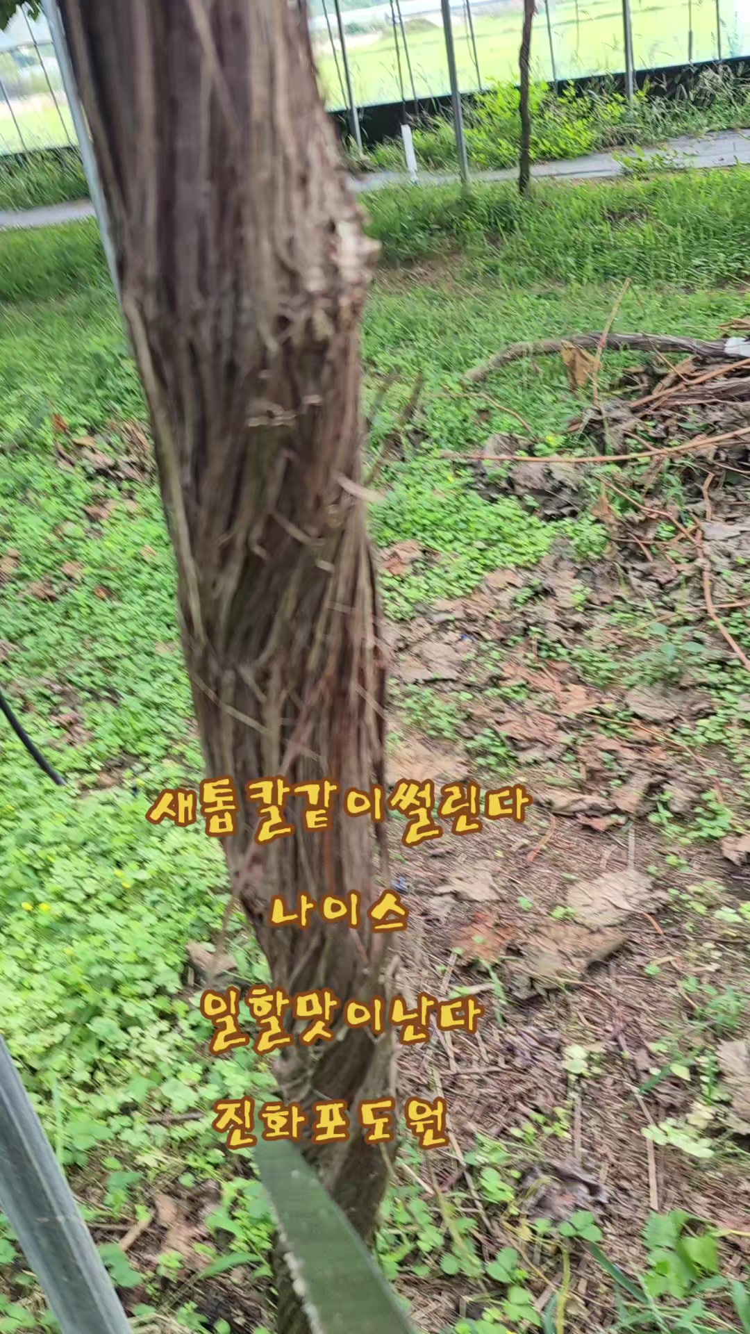 @진화포도원