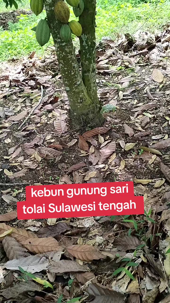 @Ni wayan Budiani