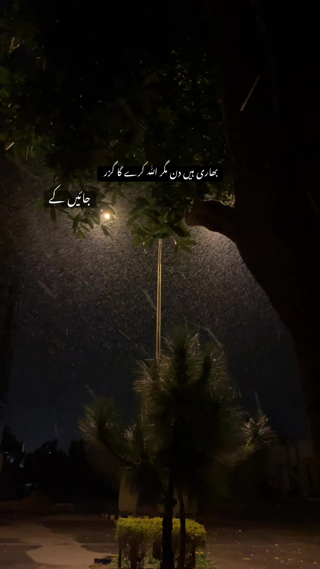 @🕊️