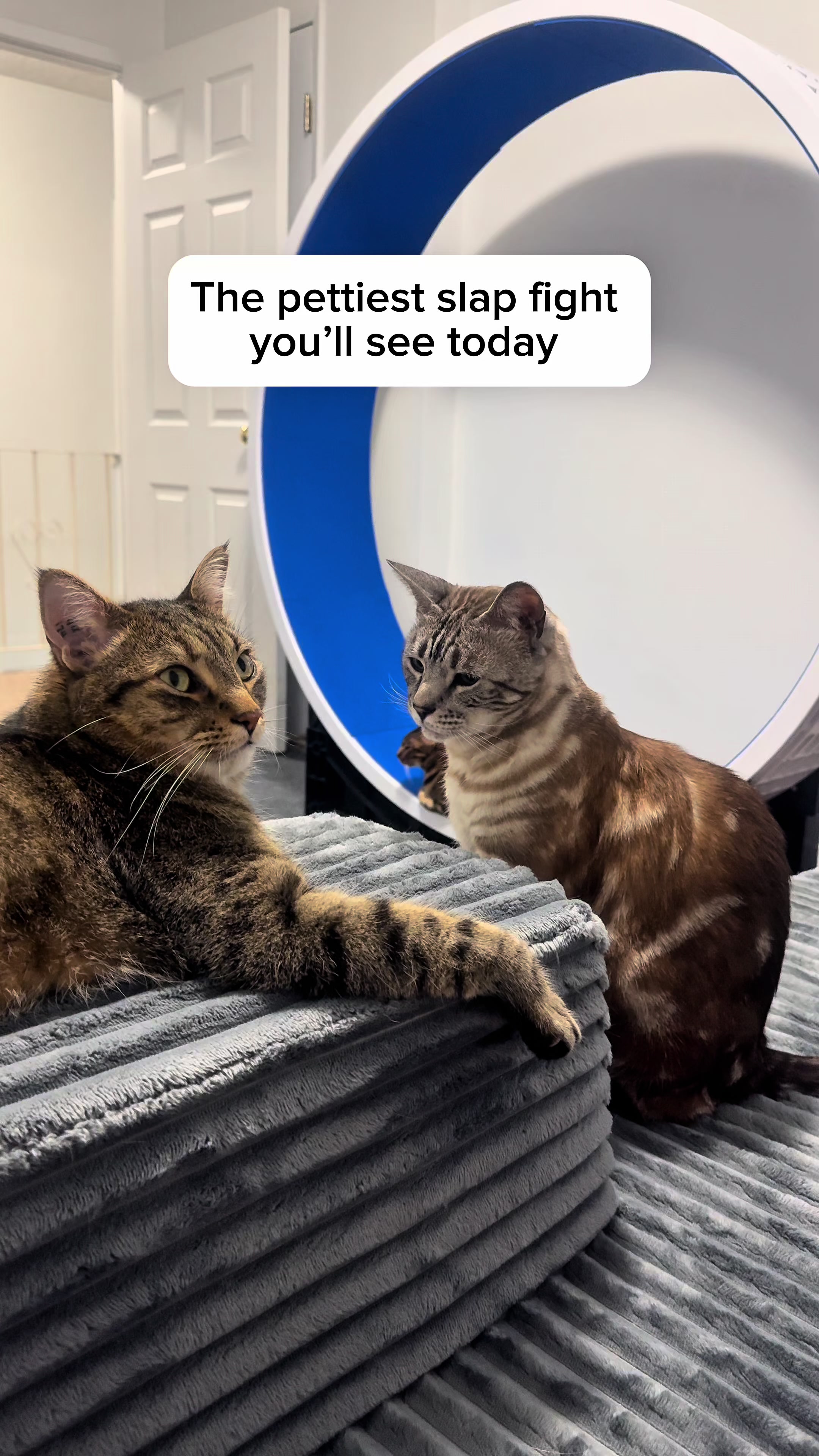 @Three Nawty Cats
