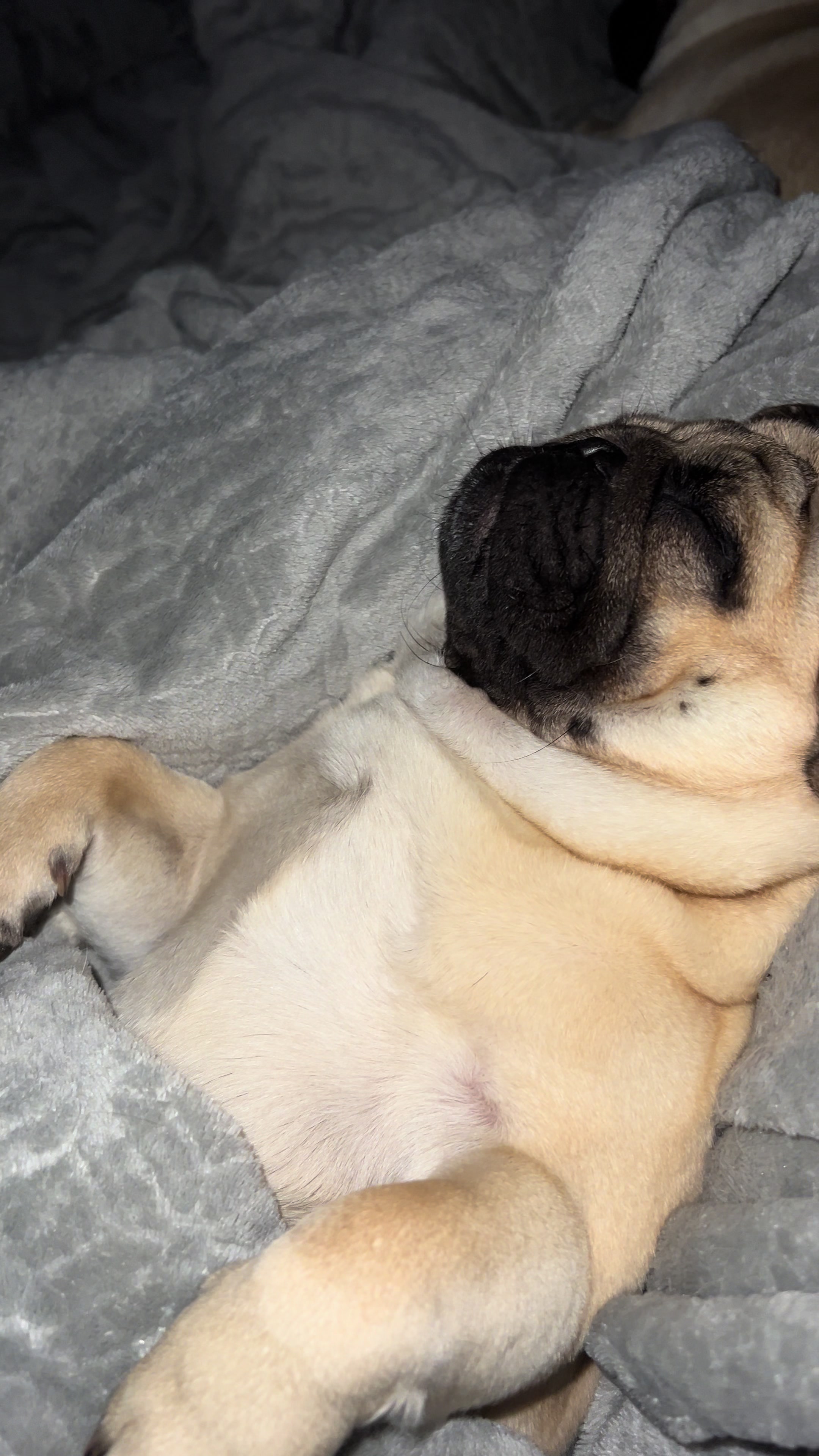 @pugSofyHarry
