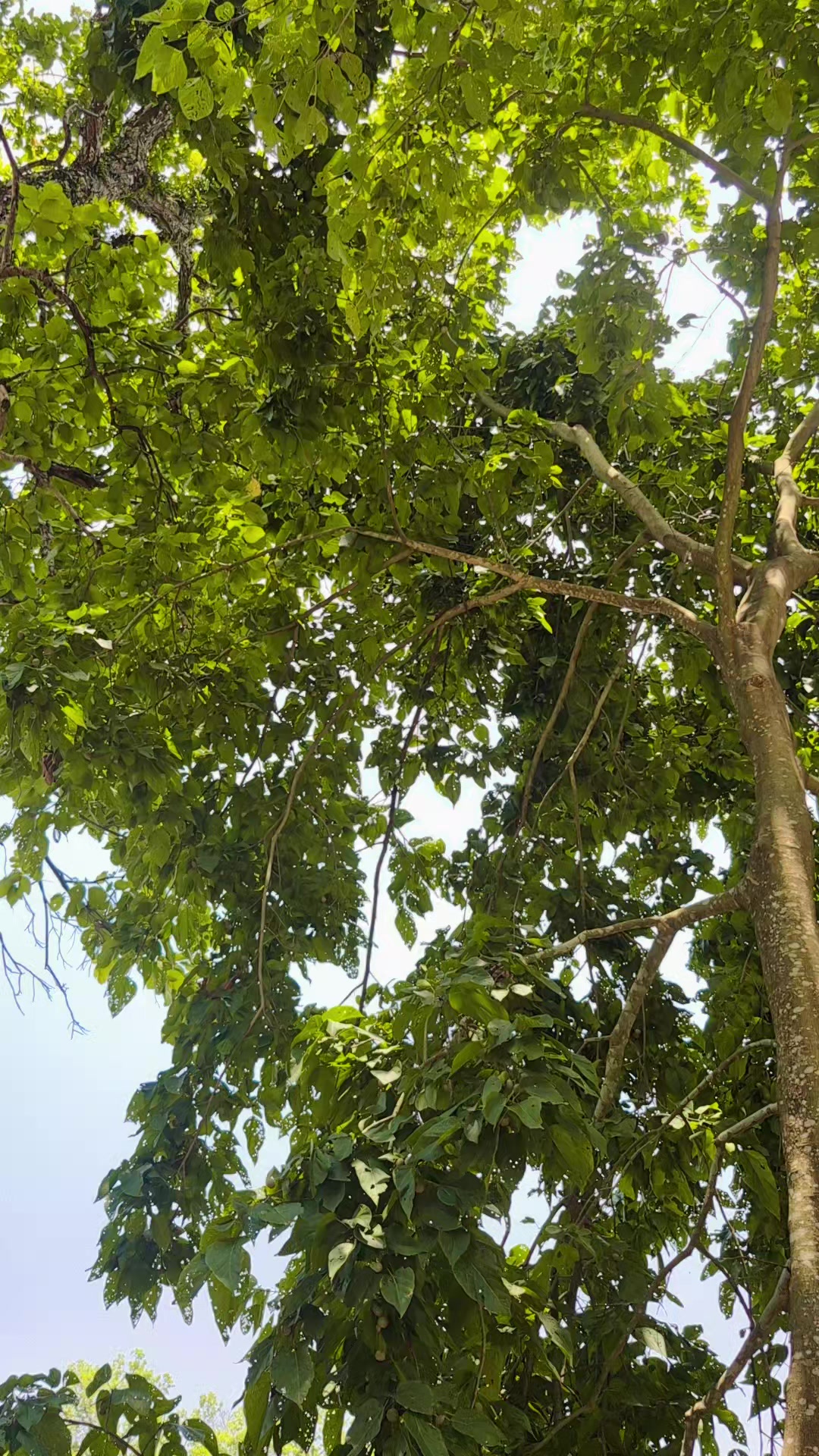 @Shanta Sadashankar Gahatraj
