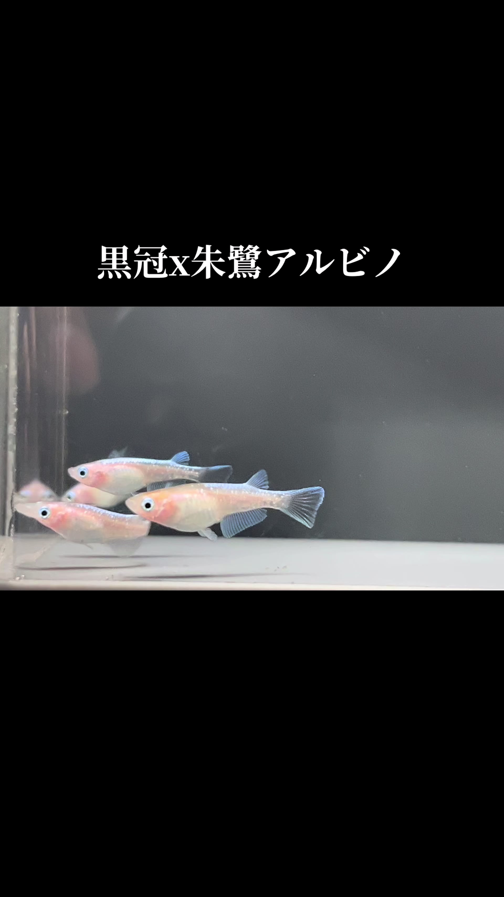 @MITSU
