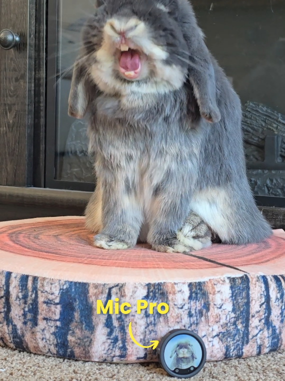 @Blueberry the Bunny