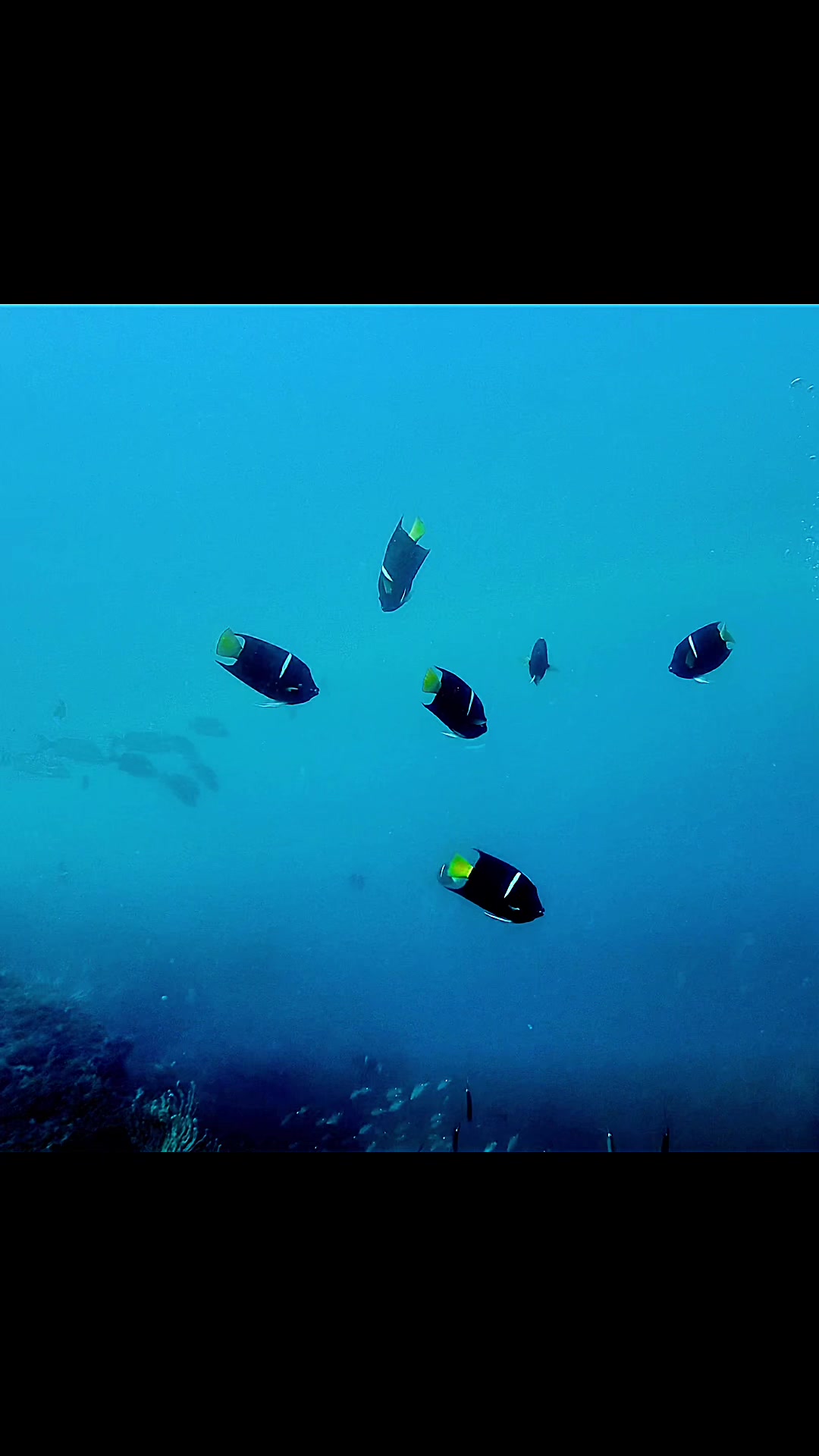 @oldnewdiver