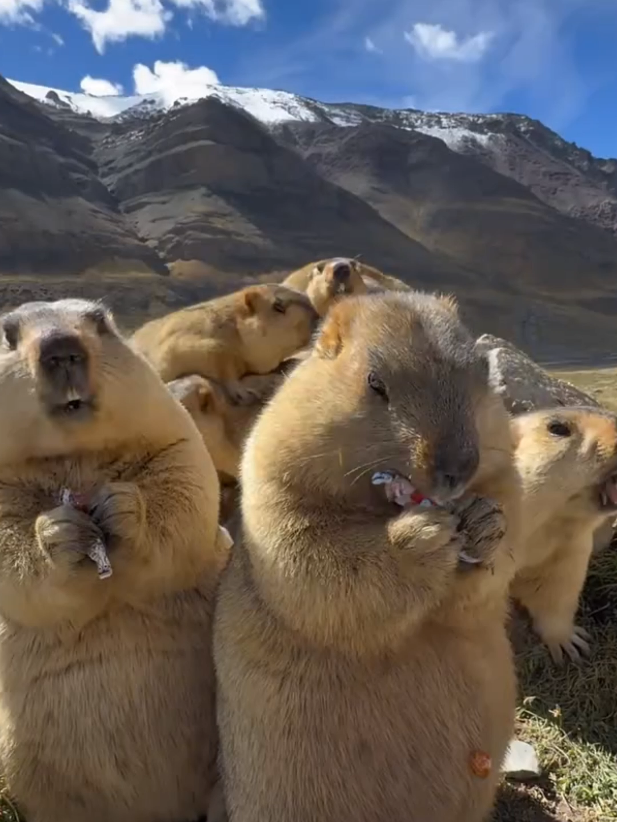 @Mundo dos Animais