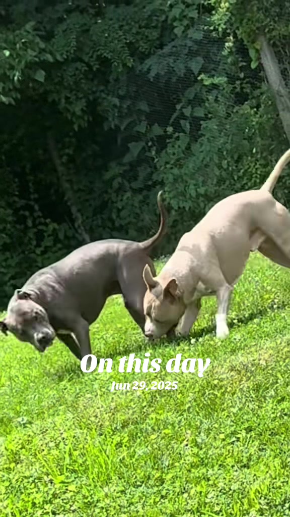 @Pittie Mom