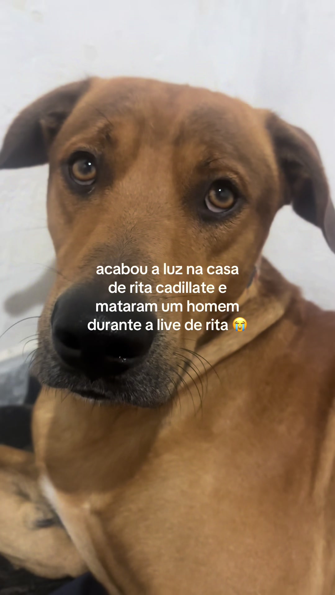 @rita cadillate