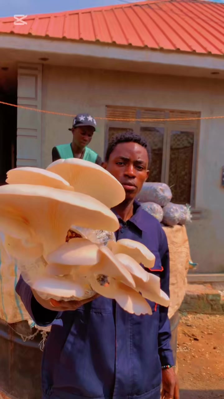 @BLESSED AGRICULTURAL MUSHROOM