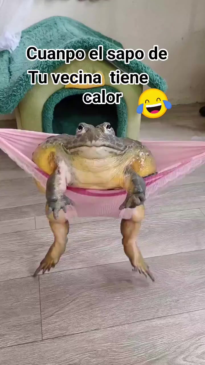@El cangri 😎🤚