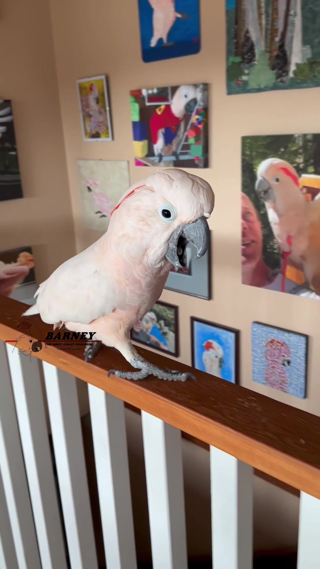 @Barney the West Coast Cockatoo