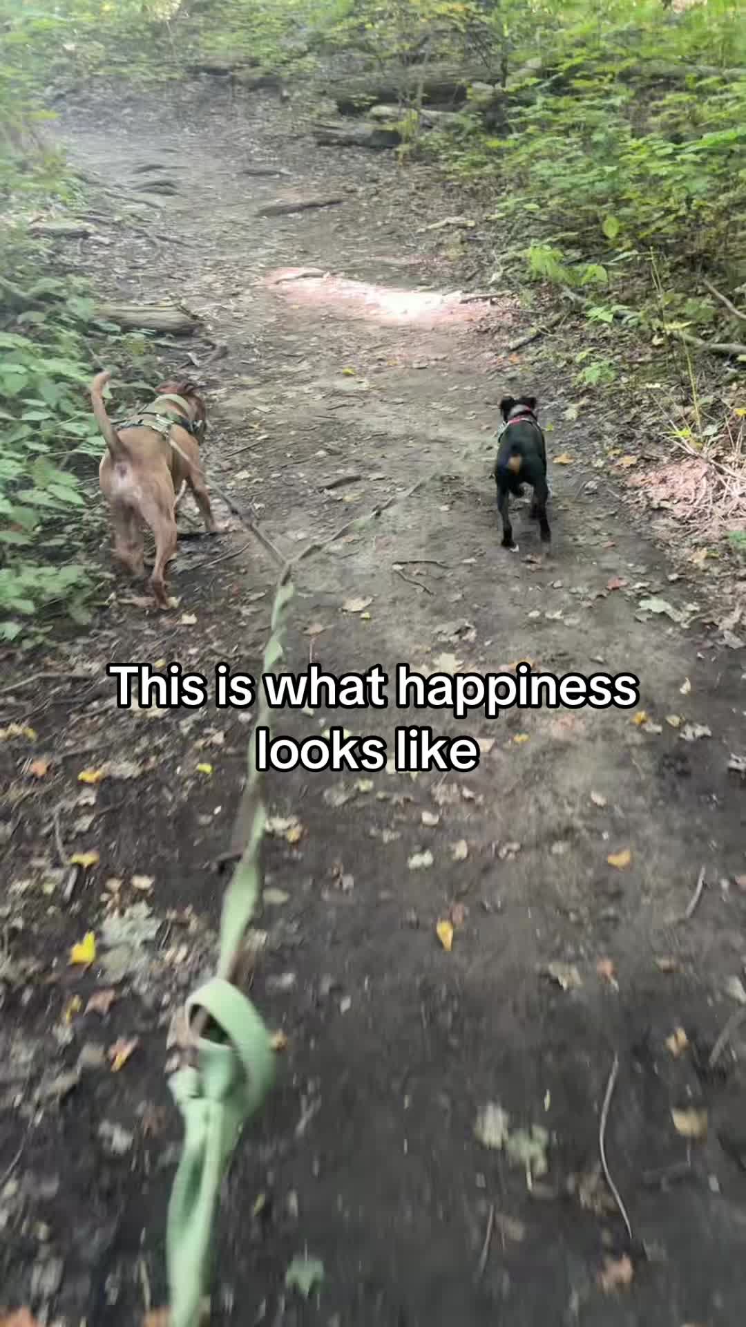 @jagdshit