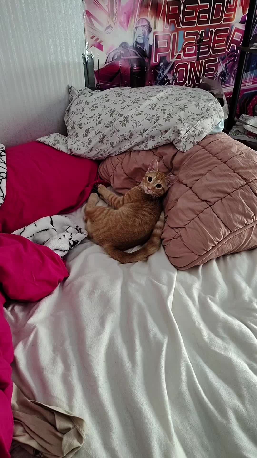 @jessi.bella.and.sugar