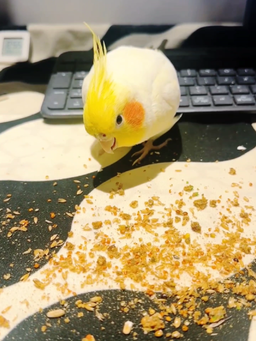 @Cockatiels Craze