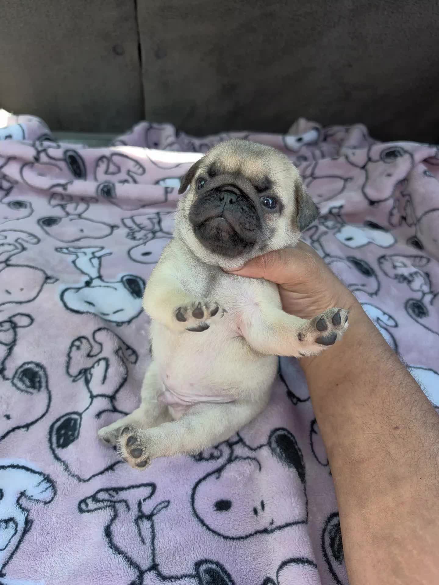 @bkrfrenchies