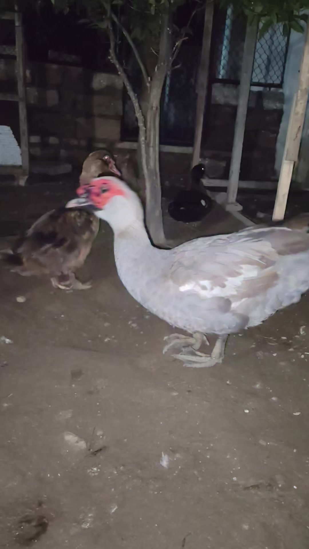@MAŞTAĞA_QUŞCULUĞ