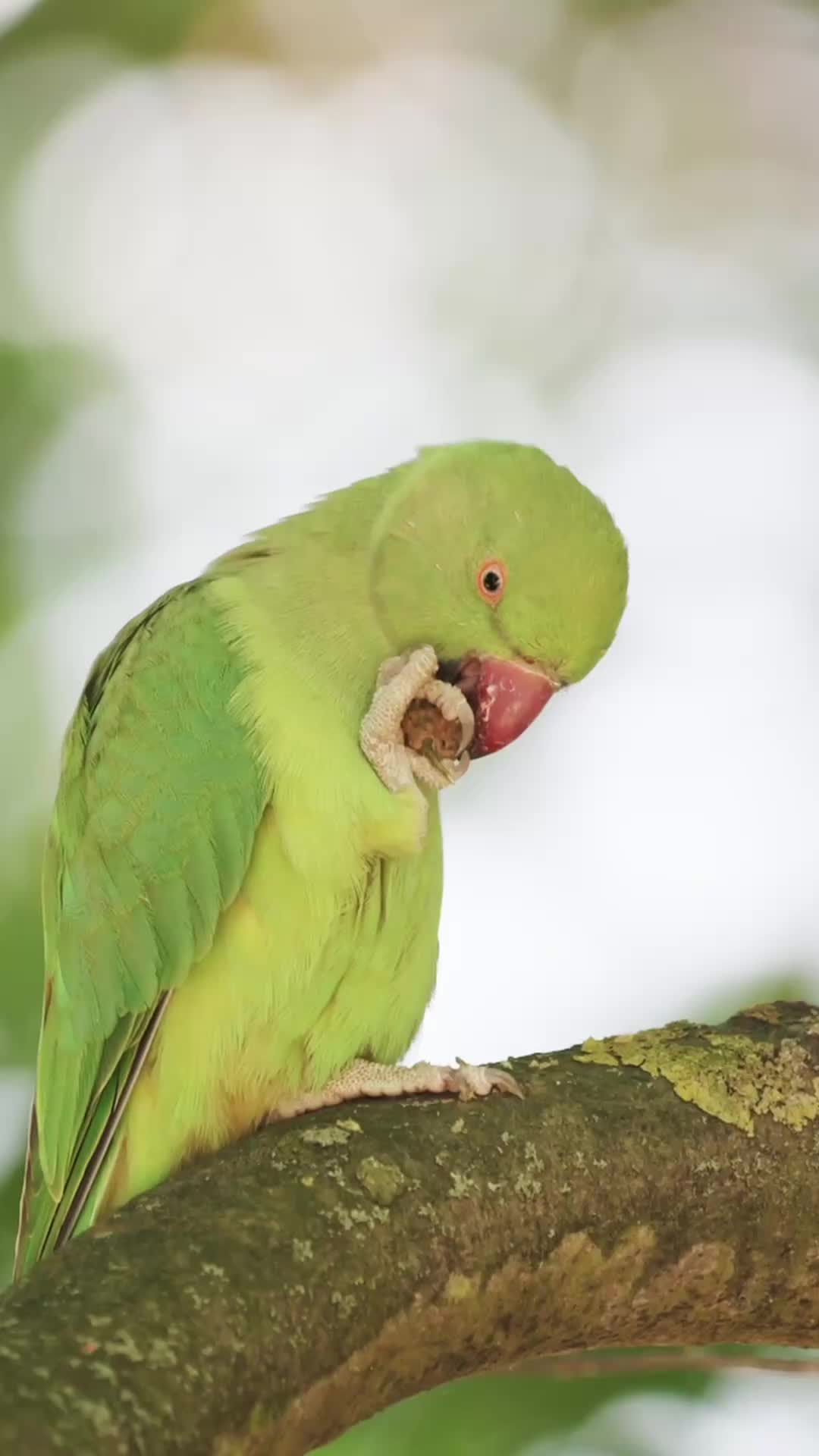@Learn Parrots