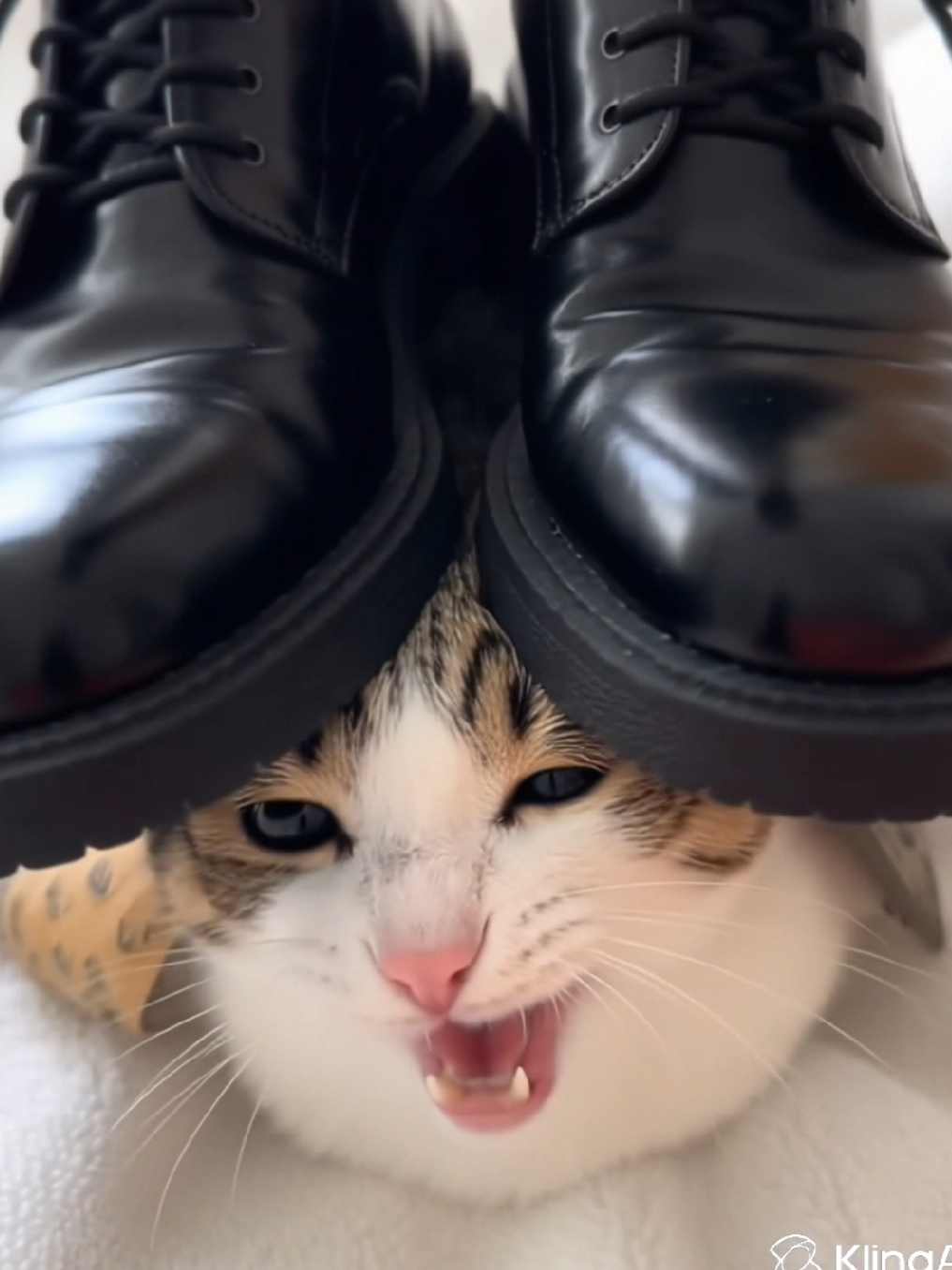 @TheRealMeowl