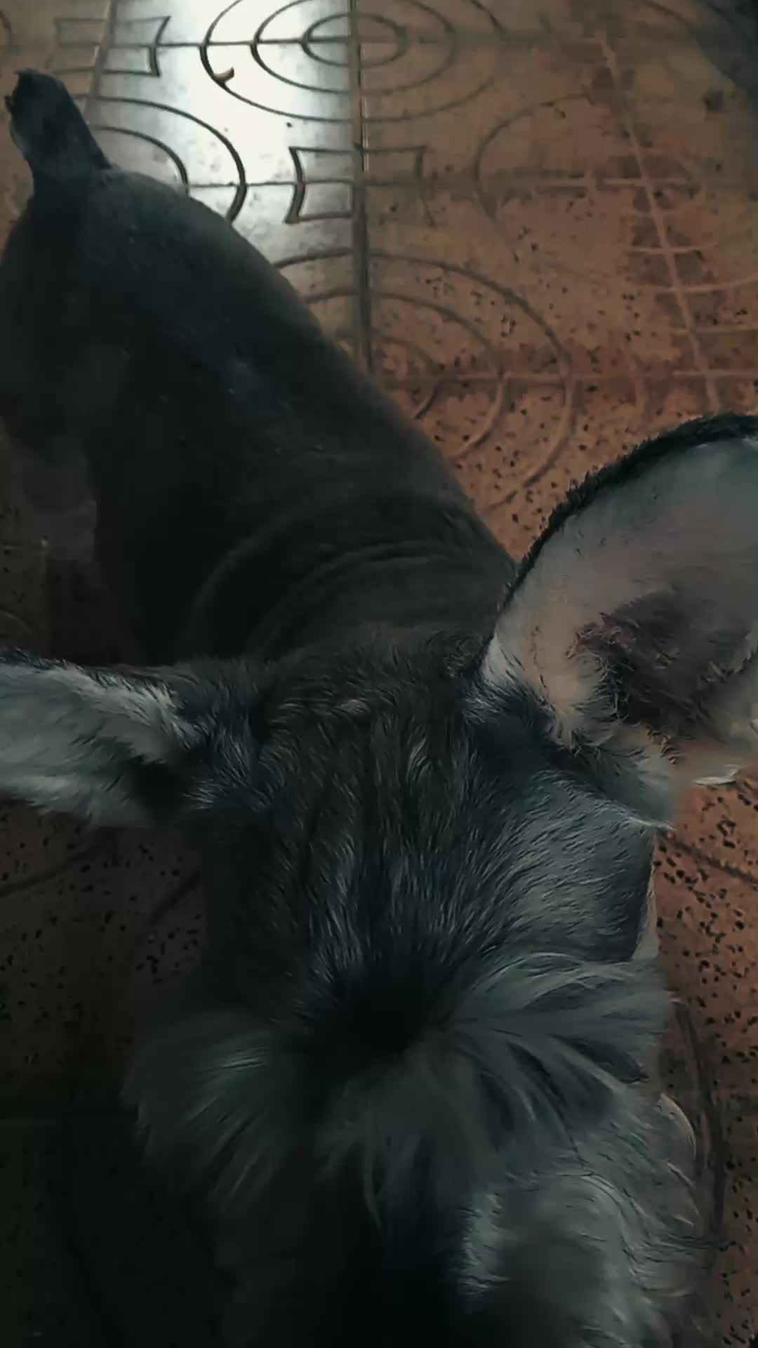 @RaGNaR🐾RoCKDoG