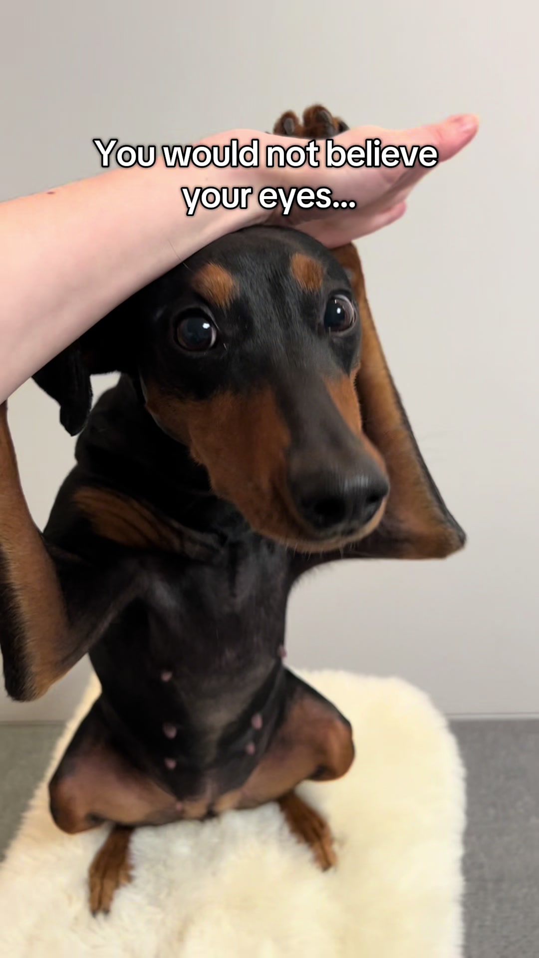 @AlvaTheHotDog